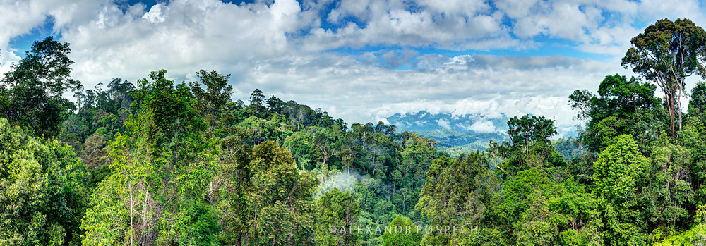 -Central-Borneo-Indonesia-Panorama-primary-rainforest