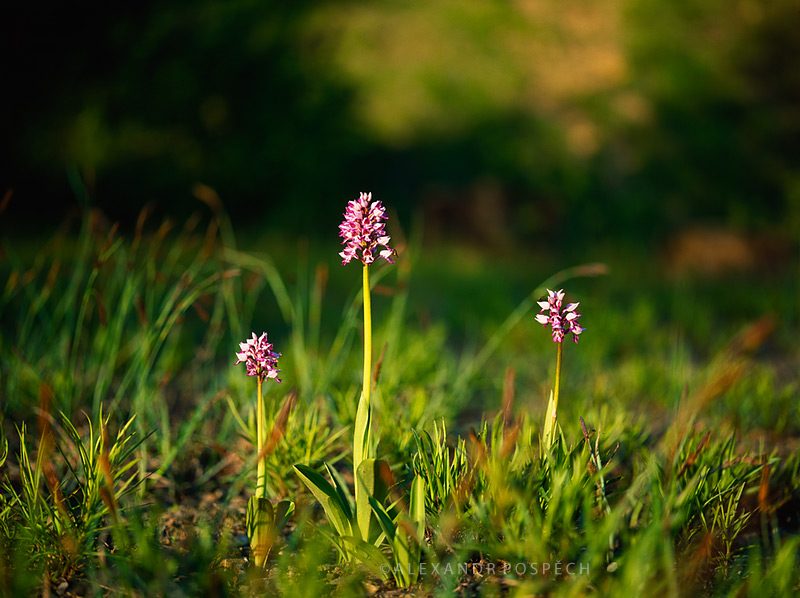 Orchis-militaris-the-military-orchid