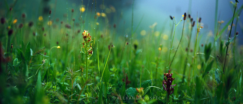 03 Orchids-Misty-Meadow-morning