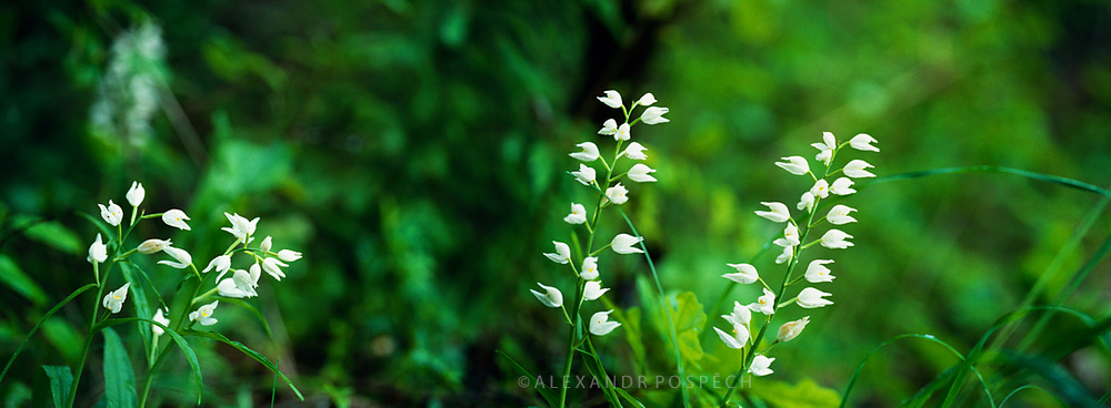 11 Cephalanthera-longifolia-Sword-leaved-Helleborine