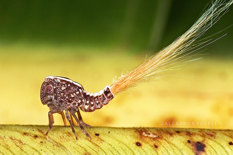 Plant-Hopper-Papua-New-Guinea-WPY2009.jpg