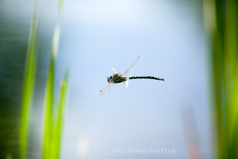 -Dragonfly-flight-lake