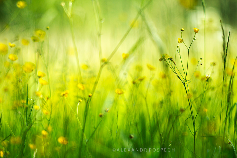 -Spring-meadow-ranunculus-White-Carpathians