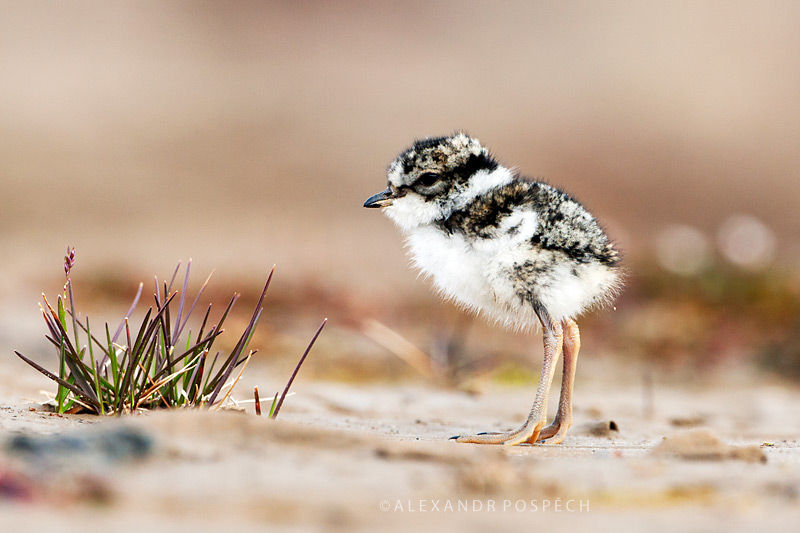 -Ringed-Plover-camouflage-chick