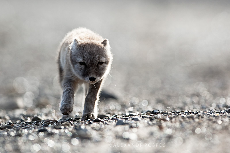 -Arctic-Fox-cub-Svalbard