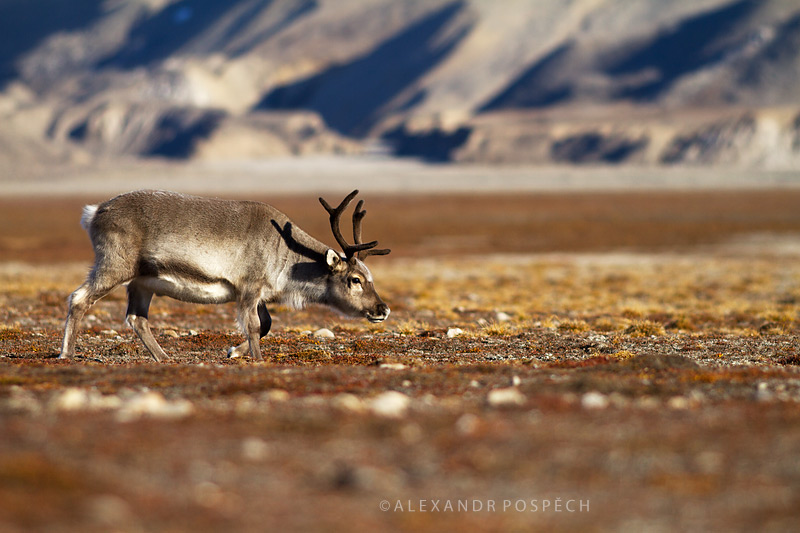 -Svalbard-Reindeer-Arctic-Summer