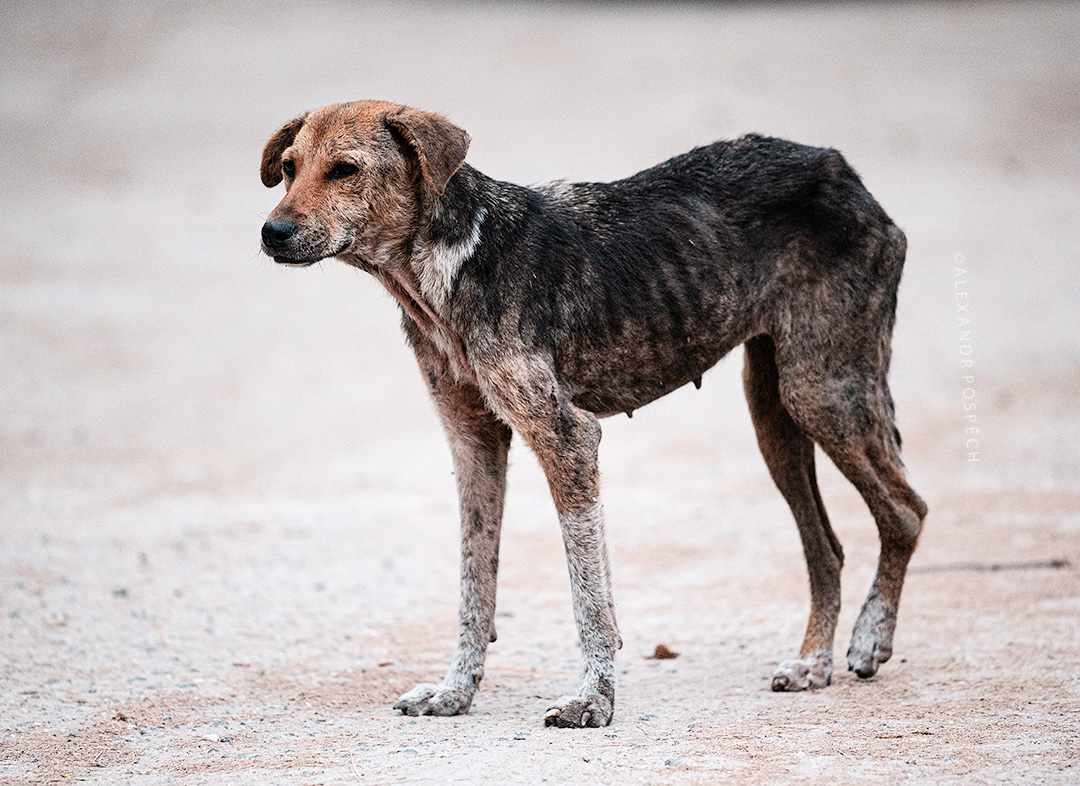 how do you treat stray dog mange