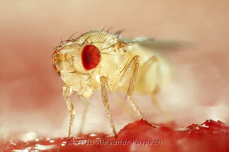 DrosophilaMelanogasterFruitFly