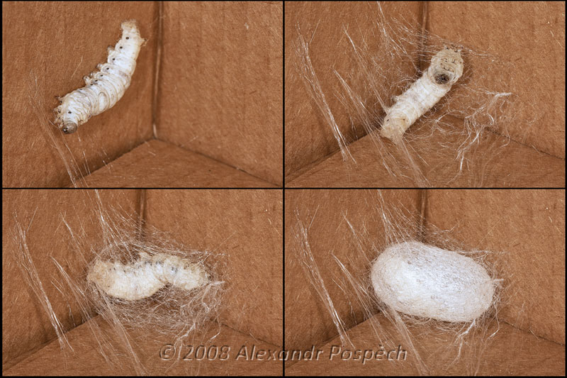 Silkworm Silkmoth Bombyx mori spinning cocoon