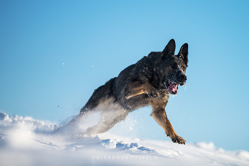 german-shepherd-grey-action.jpg