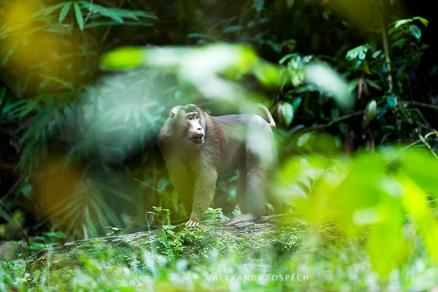 Pig tailed macaque Borneo rainforest Indonesia