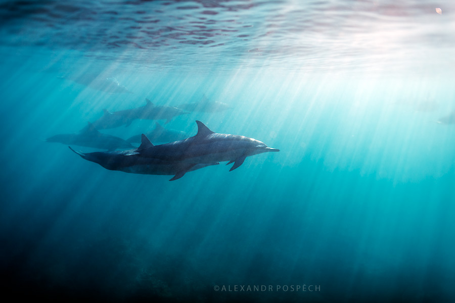 Mauritius Le Morne dolphin underwater